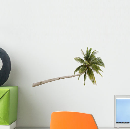 Palm Tree Isolated on White Background 