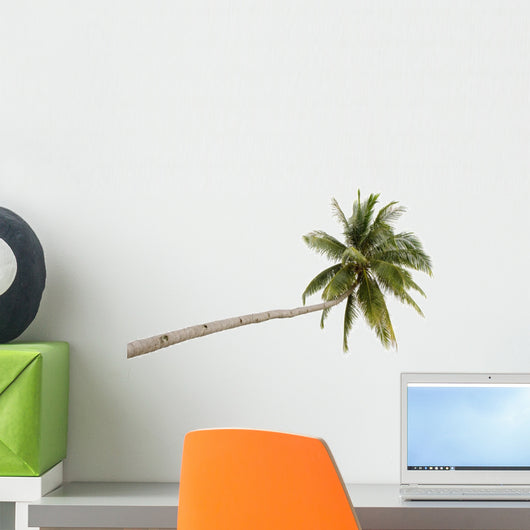 Palm Tree Isolated on White Background 