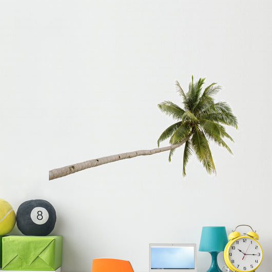 Palm Tree Isolated on White Background 