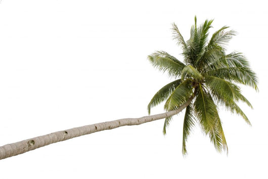 Palm Tree Isolated on White Background 