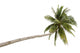 Palm Tree Isolated on White Background 