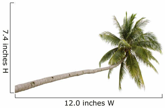 Palm Tree Isolated on White Background 