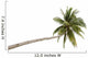 Palm Tree Isolated on White Background 