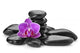 orchid 