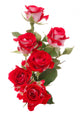 Red rose flower bouquet isolated on white background cutout Wall Decal