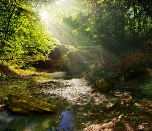 fairy Tale Forest 