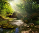 fairy Tale Forest 