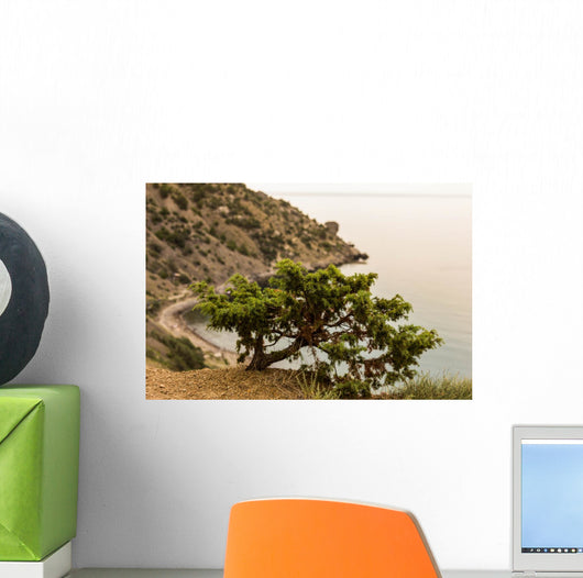 Juniper Crimea Coast Wall Mural