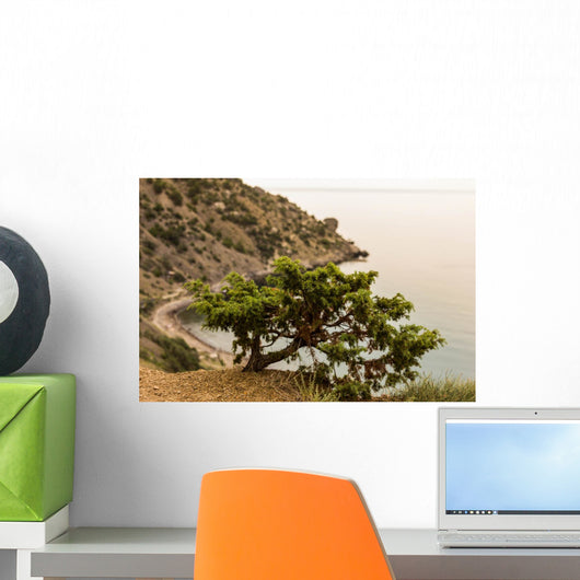 Juniper Crimea Coast Wall Mural