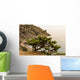 Juniper Crimea Coast Wall Mural