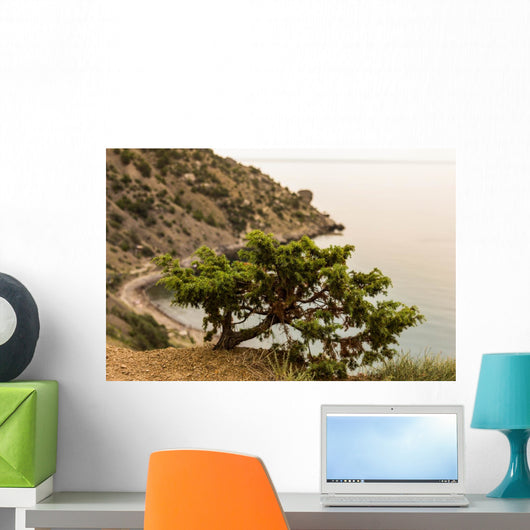 Juniper Crimea Coast Wall Mural