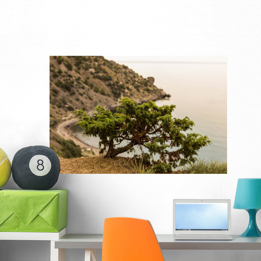 Juniper Crimea Coast Wall Mural