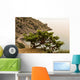 Juniper Crimea Coast Wall Mural