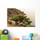 Juniper Crimea Coast Wall Mural
