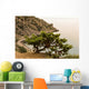 Juniper Crimea Coast Wall Mural