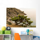 Juniper Crimea Coast Wall Mural