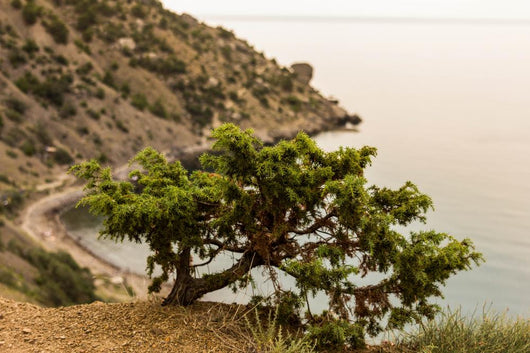 Juniper Crimea Coast Wall Mural