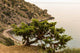 Juniper Crimea Coast Wall Mural