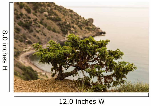 Juniper Crimea Coast Wall Mural