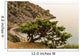 Juniper Crimea Coast Wall Mural