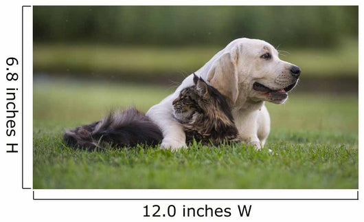 dog and cat friendship 