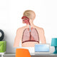 Anatomie der Atemwege 