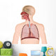 Anatomie der Atemwege 