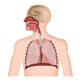 Anatomie der Atemwege 