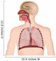 Anatomie der Atemwege 