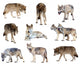 Gray Wolves Wall Stickers
