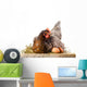Hen in nest with eggs isolated on white Wall Decal