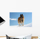 Belgian shepherd - tervueren on snow 