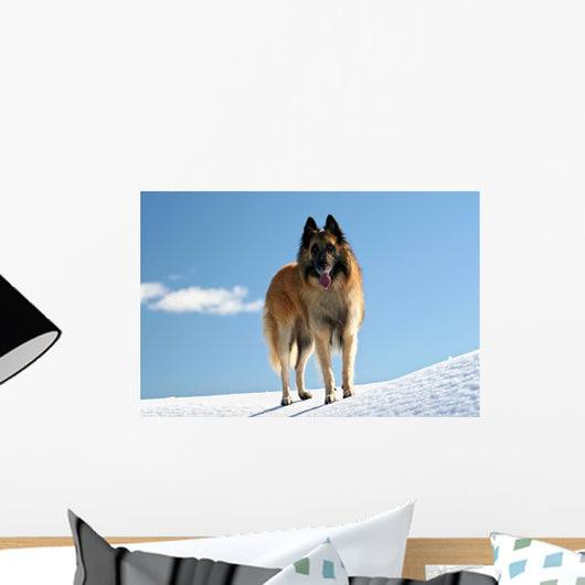 Belgian shepherd - tervueren on snow 