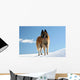 Belgian shepherd - tervueren on snow 