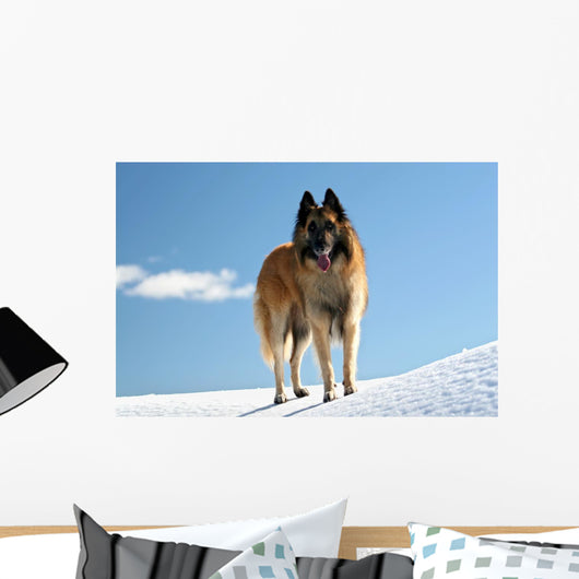 Belgian shepherd - tervueren on snow 