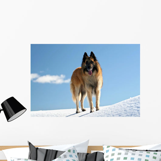 Belgian shepherd - tervueren on snow 