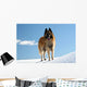 Belgian shepherd - tervueren on snow 