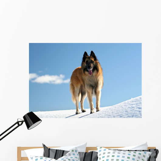 Belgian shepherd - tervueren on snow 
