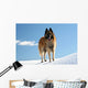 Belgian shepherd - tervueren on snow 