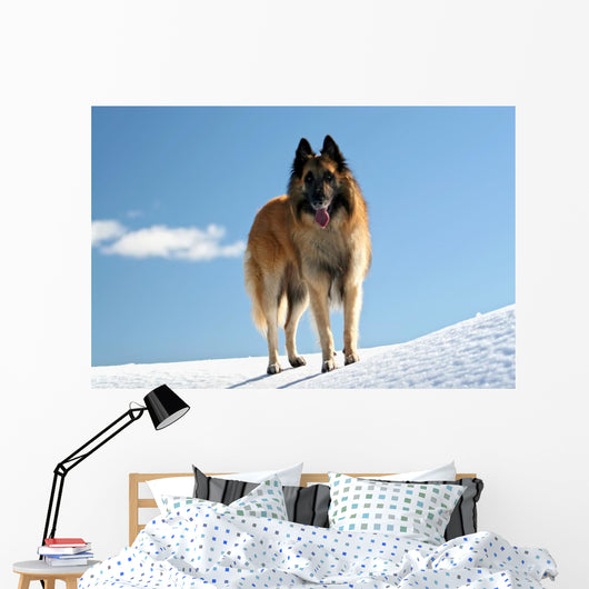 Belgian shepherd - tervueren on snow 