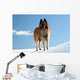 Belgian shepherd - tervueren on snow 