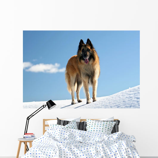 Belgian shepherd - tervueren on snow 