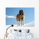 Belgian shepherd - tervueren on snow 