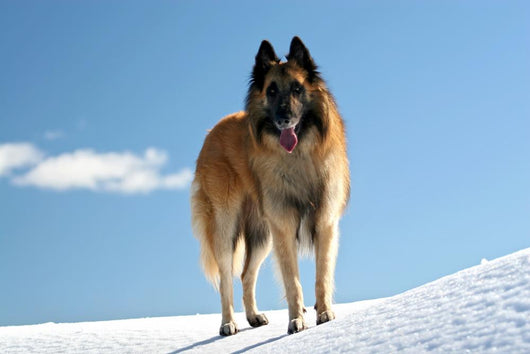 Belgian shepherd - tervueren on snow 