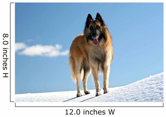 Belgian shepherd - tervueren on snow 