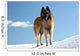 Belgian shepherd - tervueren on snow 