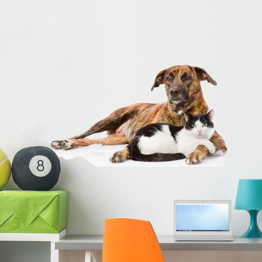 Large dog and cat lying together. isolated on white background 