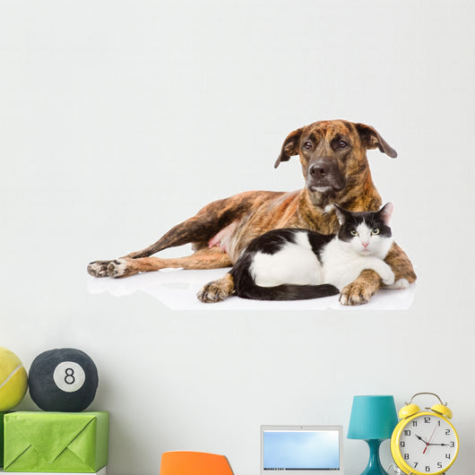 Large dog and cat lying together. isolated on white background 