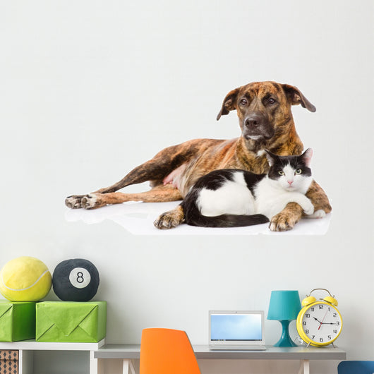 Large dog and cat lying together. isolated on white background 