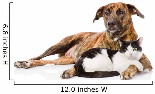 Large dog and cat lying together. isolated on white background 